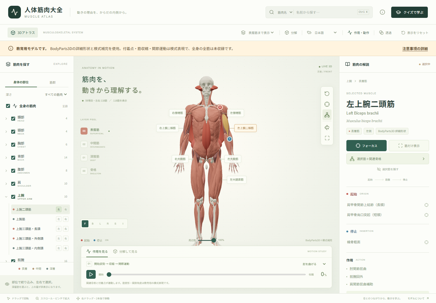 骨格と筋肉を重ねた全身の3Dモデル